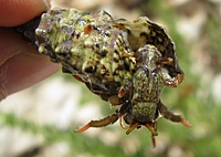 Krabas/vėžys? atsiskyrėlis