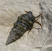 Krabas/vėžys? atsiskyrėlis