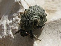 Krabas/vėžys? atsiskyrėlis