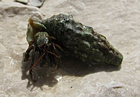 Krabas/vėžys? atsiskyrėlis