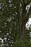 Klaipeda 2011 09 01 103