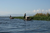 Inlė