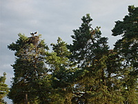 062