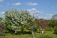 Botanikos sodas 2012 05 20 011
