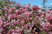 Botanikos sodas 2012 05 20 044