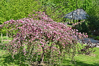 Botanikos sodas 2012 05 20 049