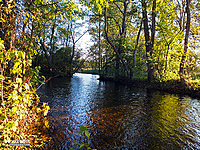 Skriogžlė