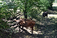 Borzomis Bakurianis 2011 09 129