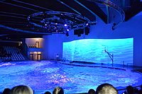 Delfinariumas 2013 12 29 004