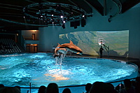 Delfinariumas 2013 12 29 007