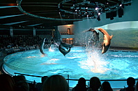 Delfinariumas 2013 12 29 008