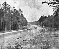 Kacergine