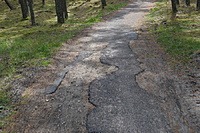 DSC 0535