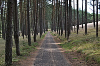 DSC 0537