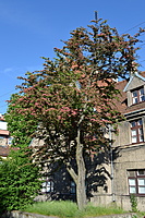DSC 0950