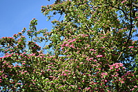 DSC 0951