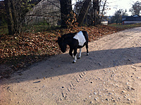 IMG 0606   Copy