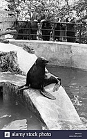 Kauno zoo .J.liutas Chironas