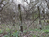 DSCF9448